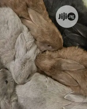 Rabbits For Sale In Benin