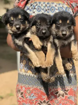 Photo - 1-3 months Male Purebred German Shepherd
