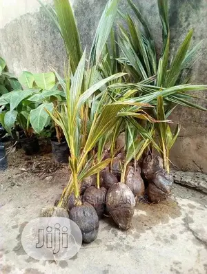 Malaysia-Dwarf Hybrid Coconut Seedlings.