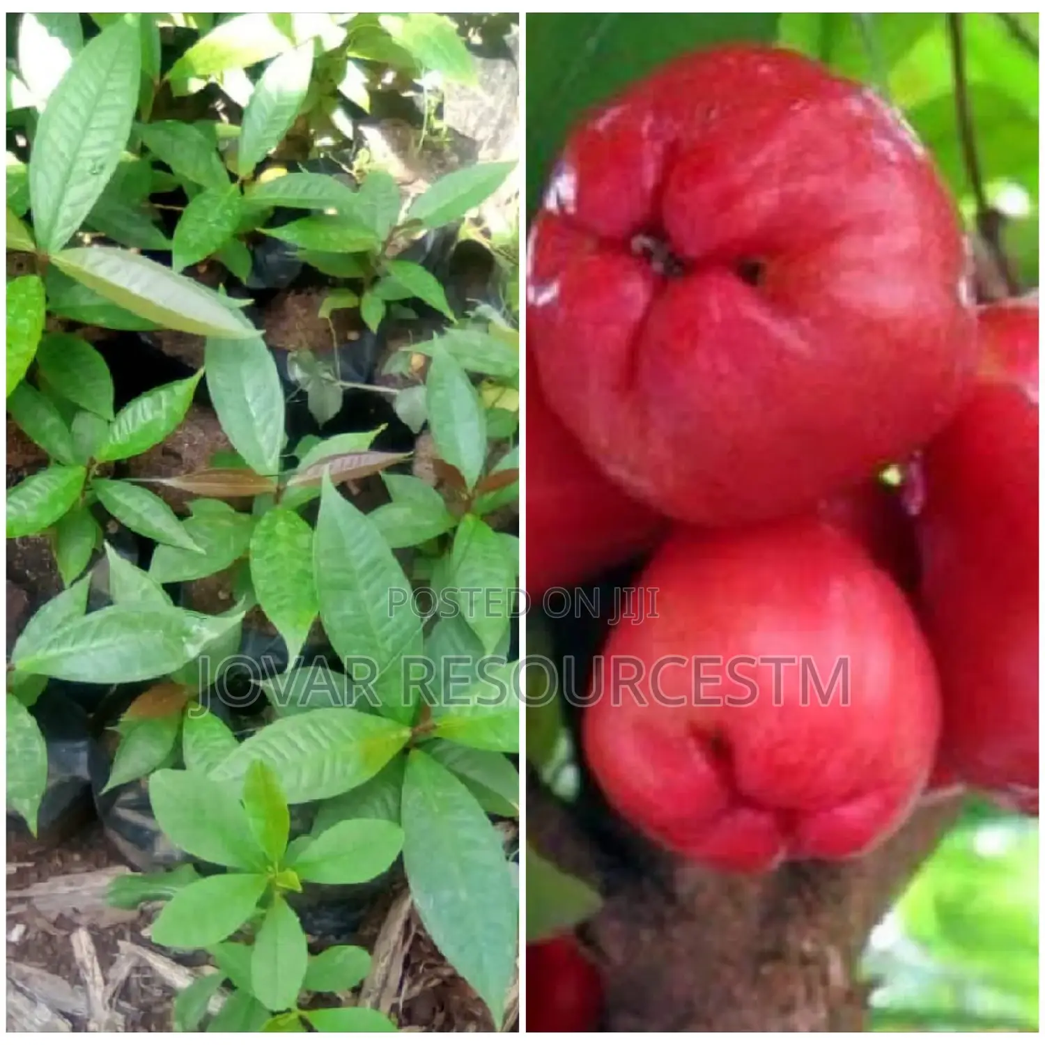 Best Improved Malay/ Bell/ Java/ Rose Nigeria Apple Seedling