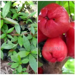 Best Improved Malay/ Bell/ Java/ Rose Nigeria Apple Seedling
