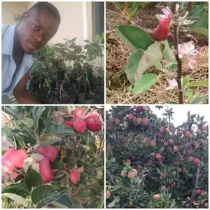 Best Grafted English Foreign Wambugu Apple Seedling