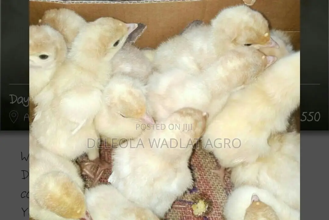 Day Old Foreign Turkey (Poult)