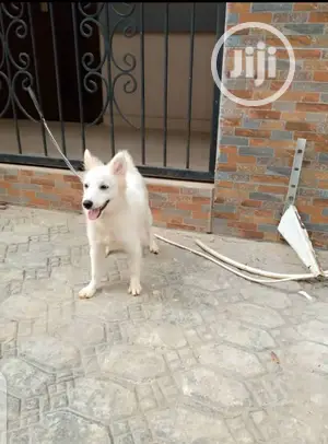 3-6 months Female Purebred American Eskimo