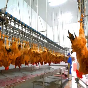 1000bph Automatic Chicken Slaughtering Equipment Lines
