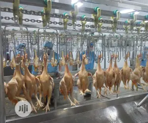 1000BPH Automatic Chicken Slaughter Machine Lines
