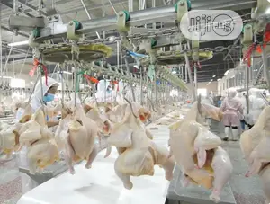 1000BPH Automatic Chicken Slaughter Machine Lines