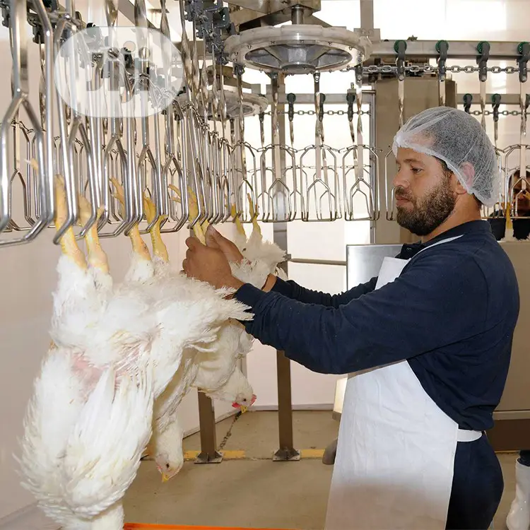 1000BPH Automatic Chicken Slaughter Machine Lines