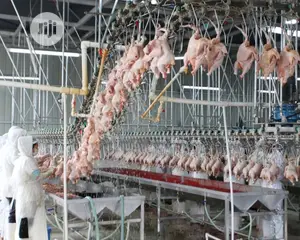 1000BPH Chicken Defeathering Machine Chicken Machine