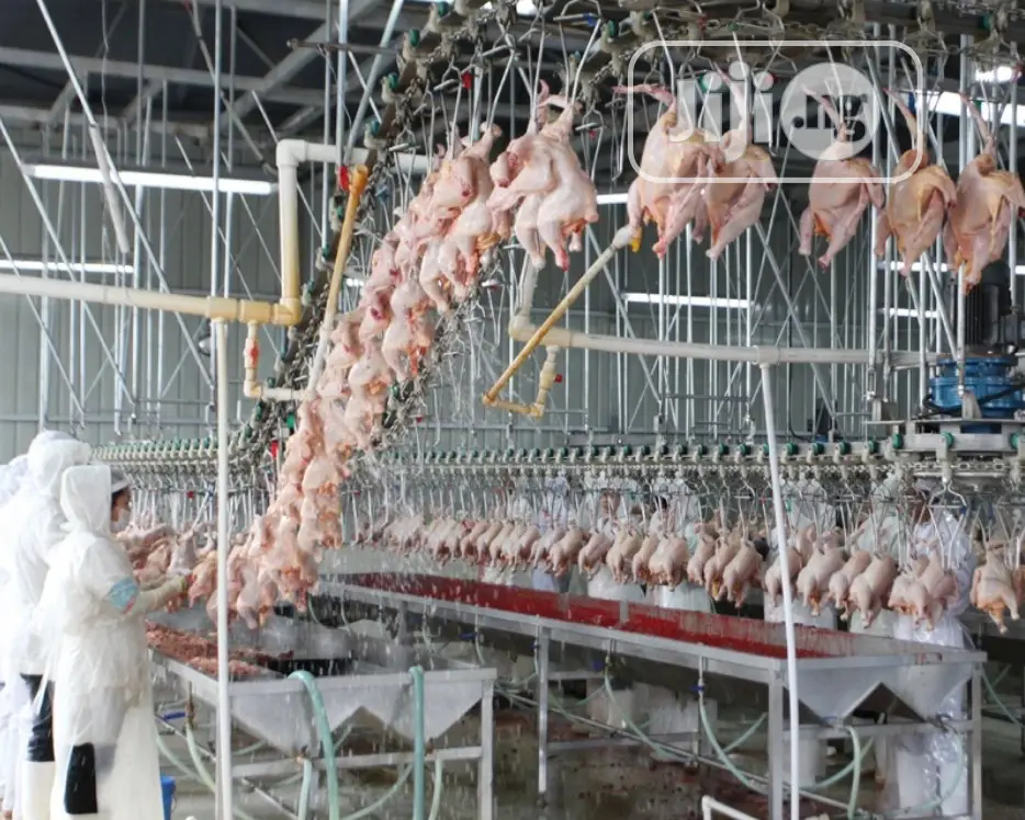 1000BPH Chicken Defeathering Machine Chicken Machine