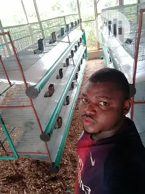 Rabbit Cage Fabricated