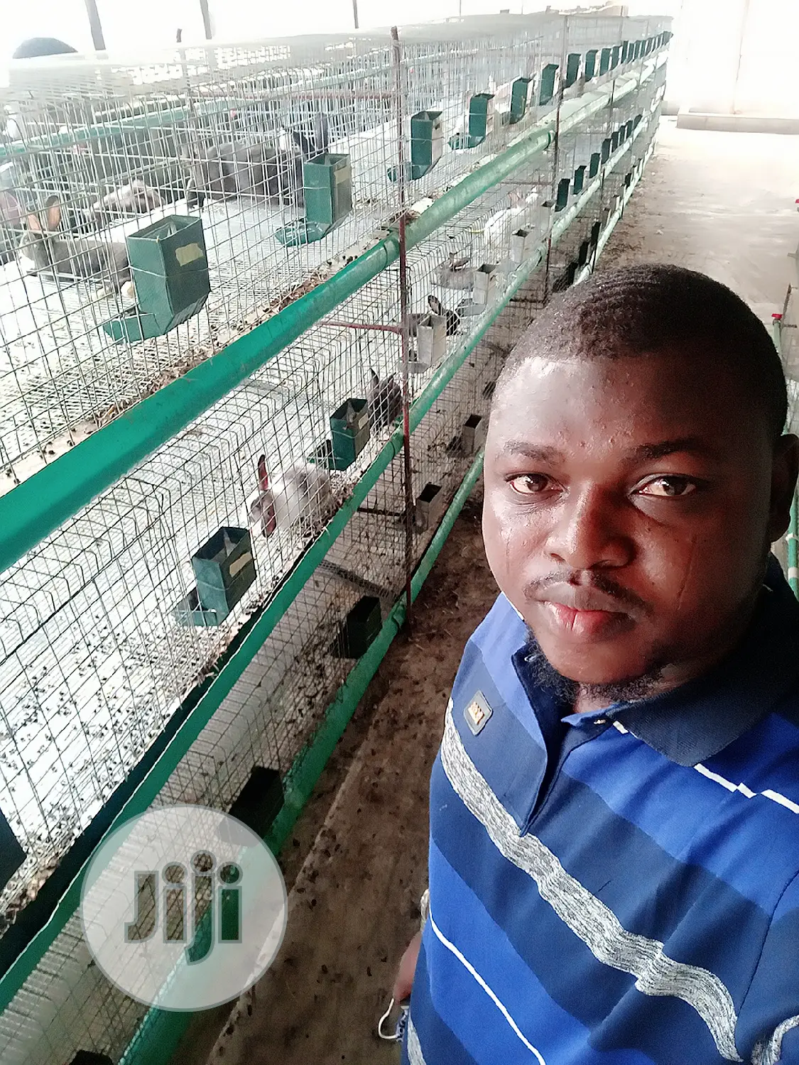 Rabbit Cage Fabricated