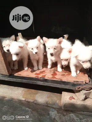 1-3 months Male Purebred American Eskimo