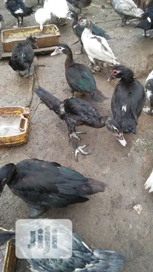 Muscovy Duck Breed