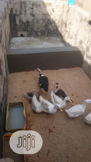 Foreign Ducks