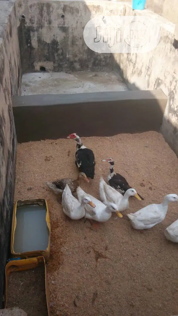 Foreign Ducks