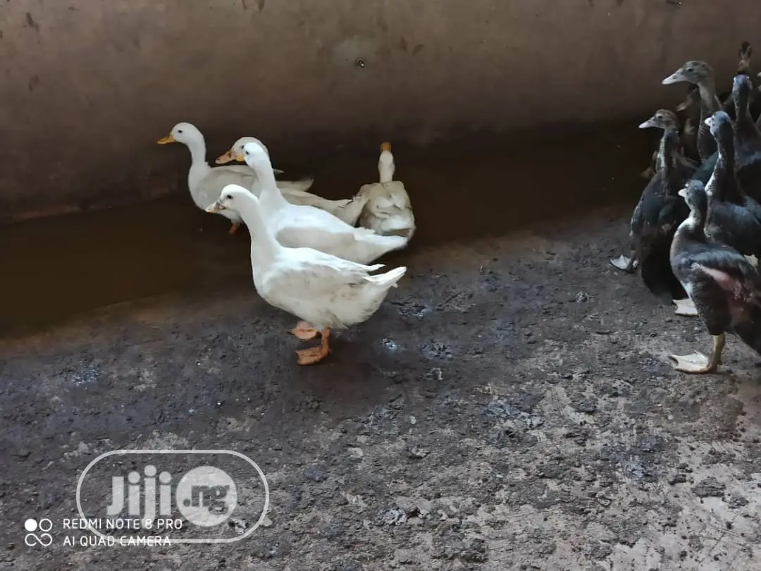 Foreign Ducks