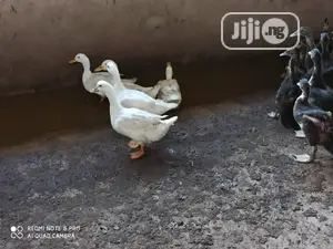 Foreign Ducks