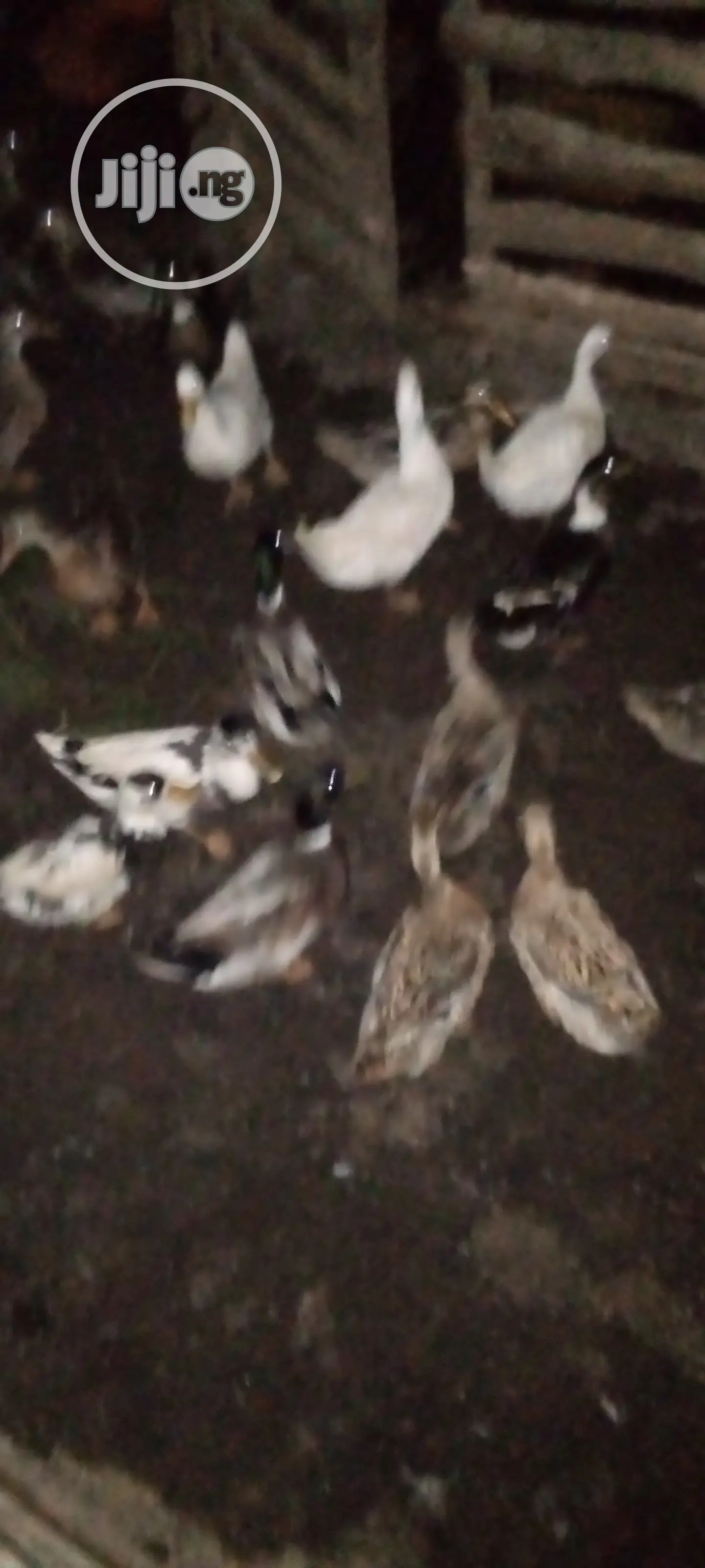 Foreign Ducks