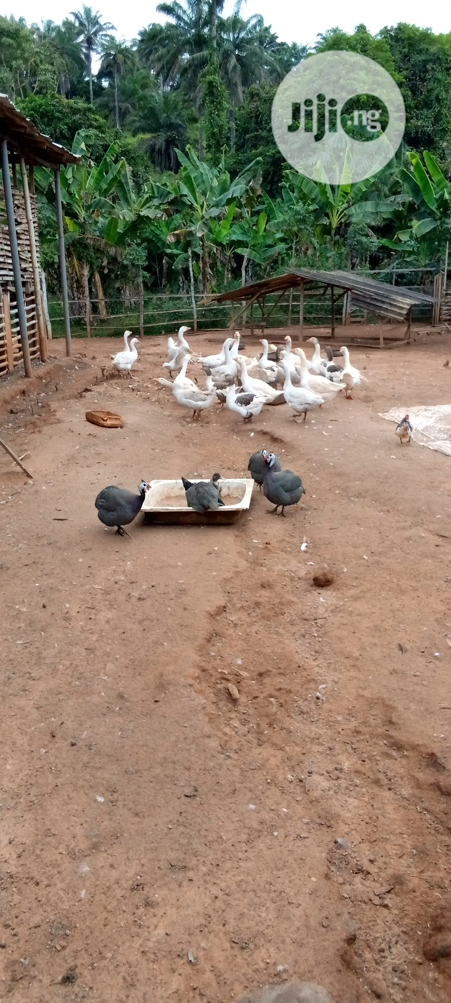Foreign Ducks