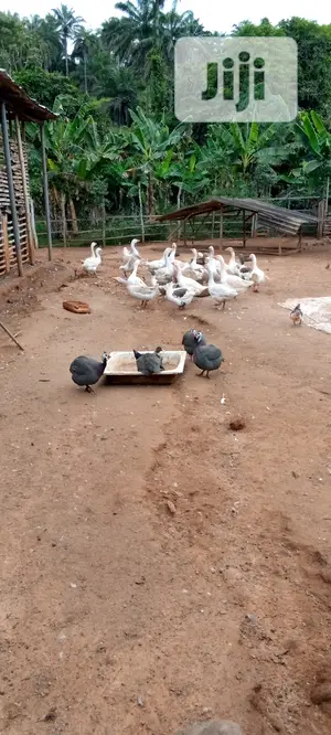 Foreign Ducks