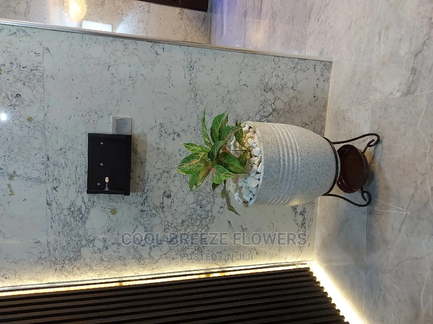 Air Purifying Plants Around U