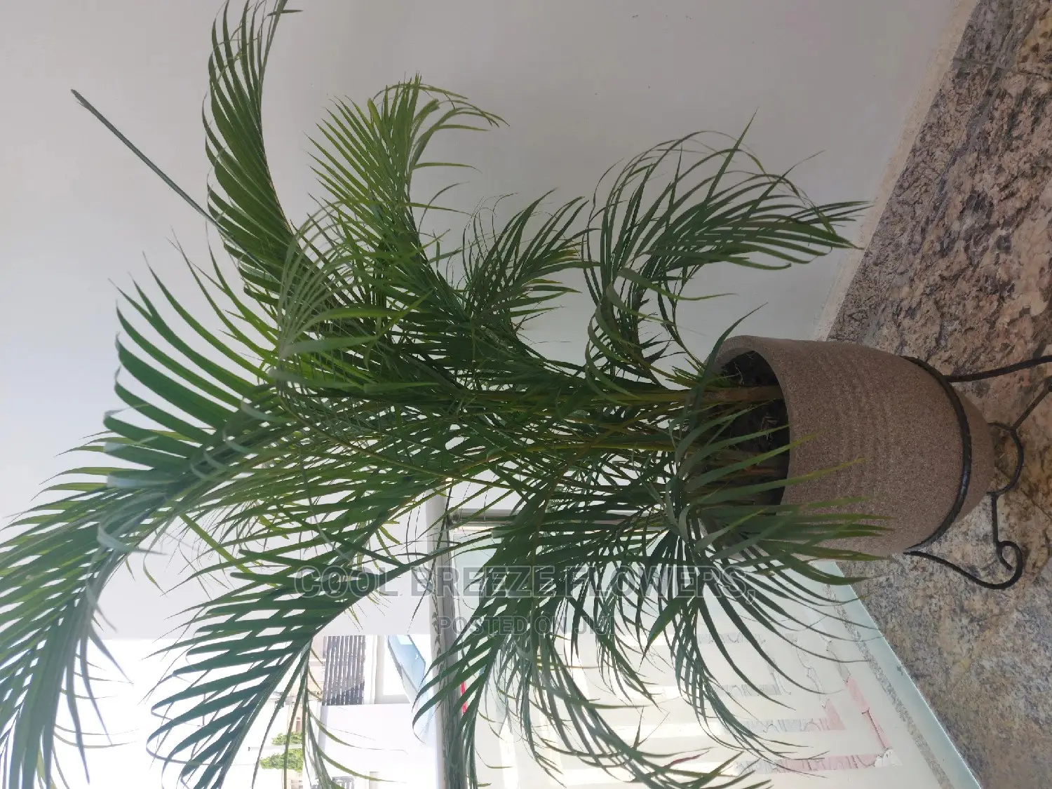 Air Purifying Plants Around U
