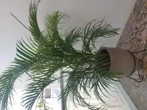Air Purifying Plants Around U