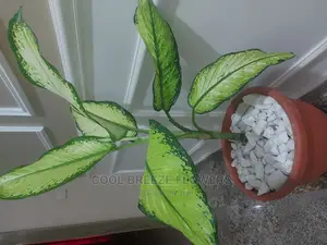 Air Purifying Plants Around U