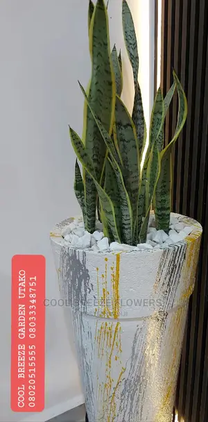 Air Purifying Plants Around U