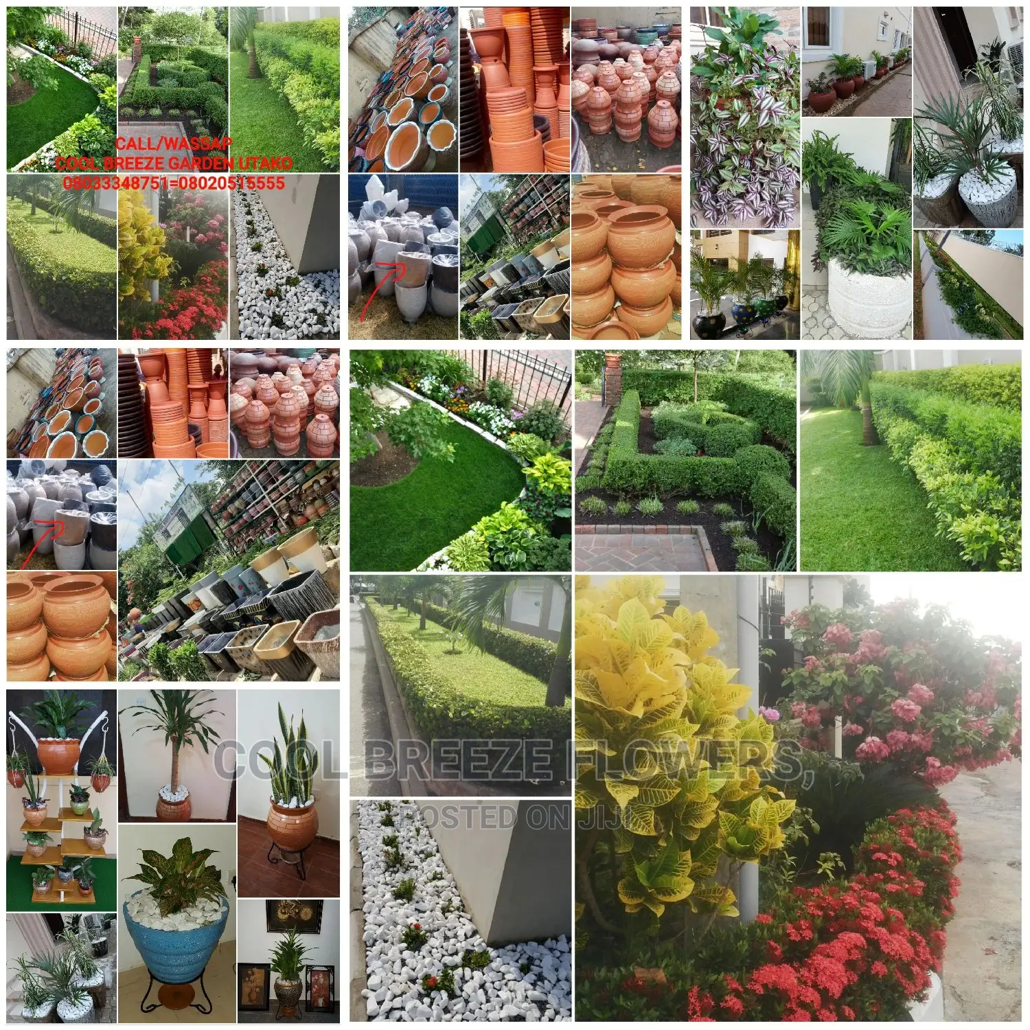 Air Purifying Plants Around U