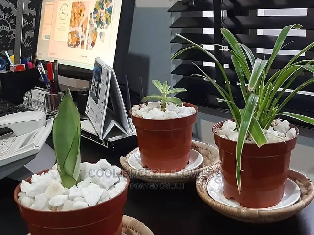 Air Purifying Plants Around U