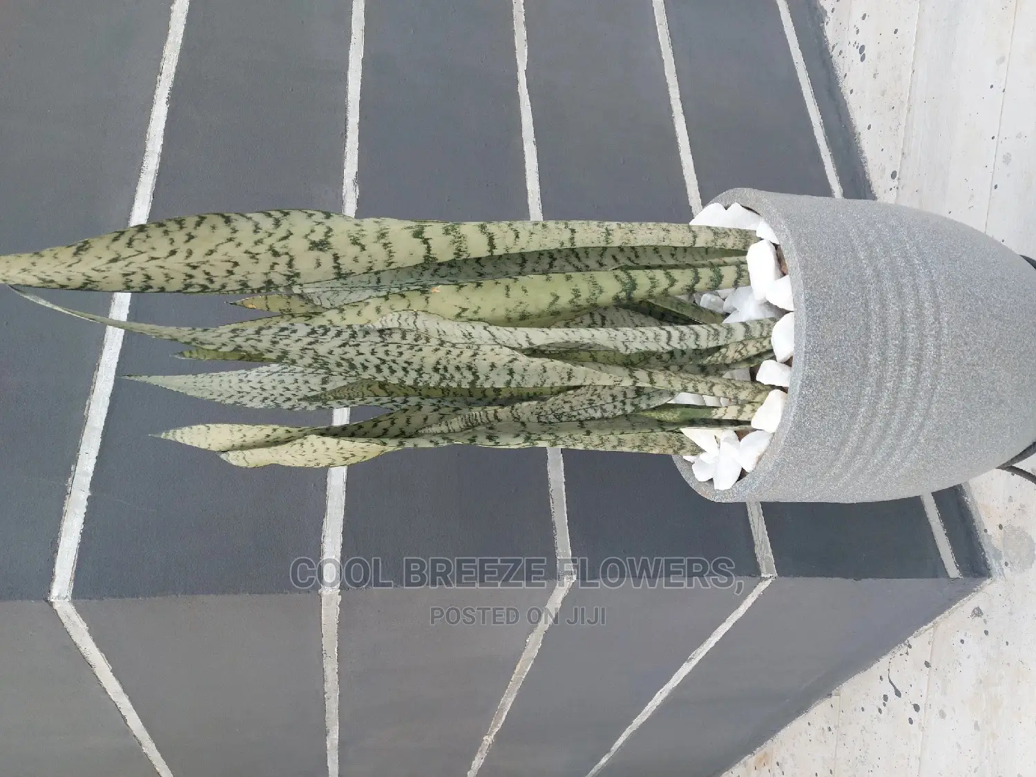 Air Purifying Plants Around U