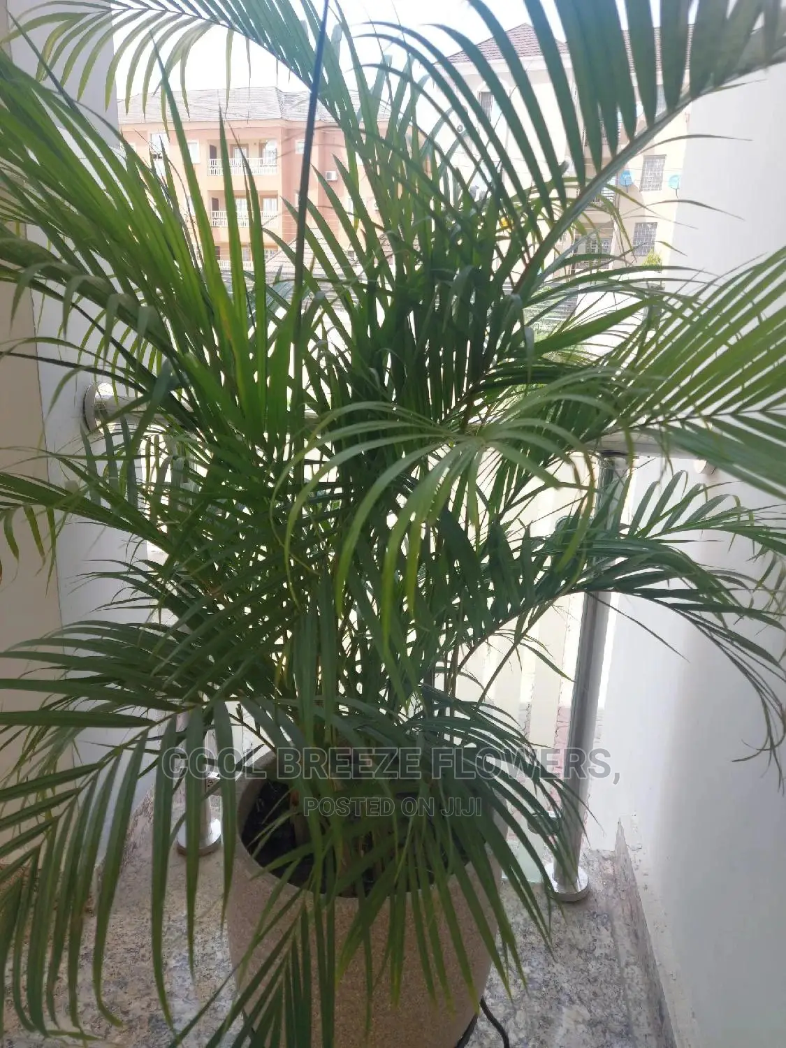 Air Purifying Plants Around U