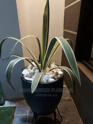 Air Purifying Plants Around U