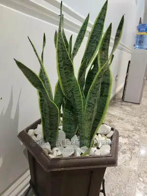 Air Purifying Plants Around U