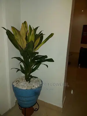 Air Purifying Plants Around U