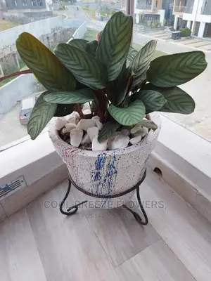 Air Purifying Plants Around U