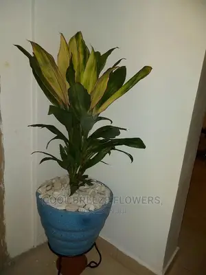 Air Purifying Plants Around U
