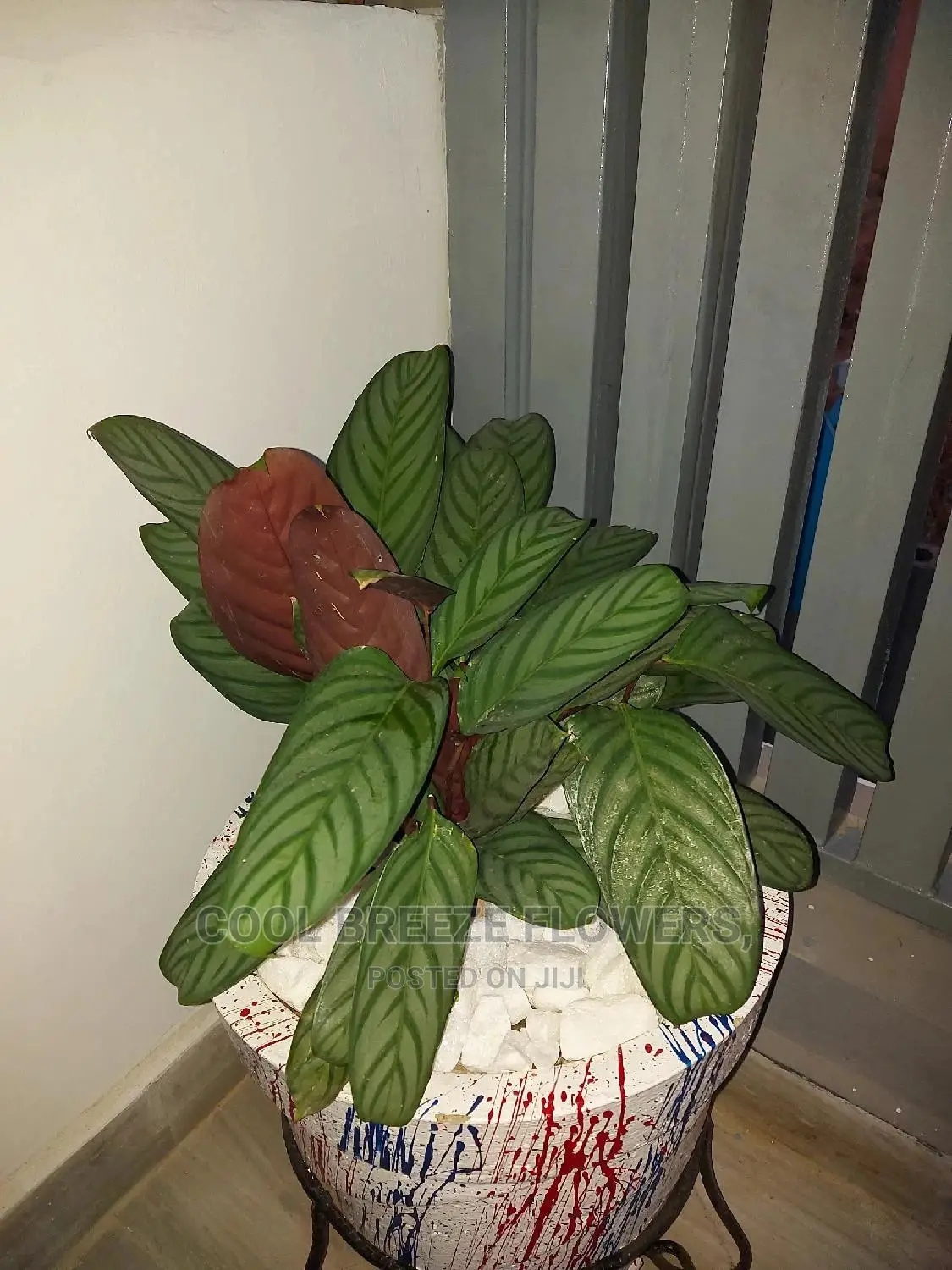 Air Purifying Plants Around U