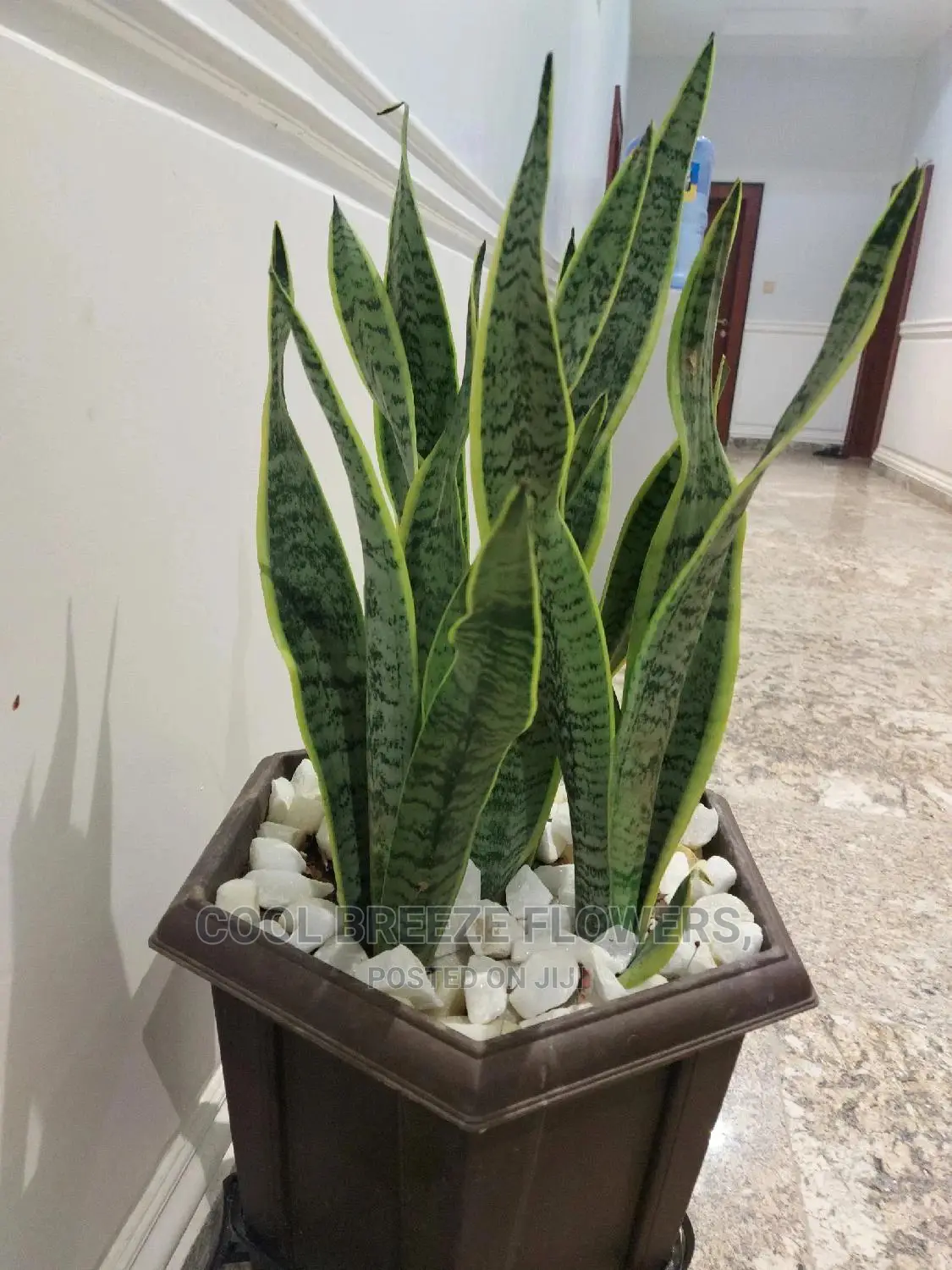 Air Purifying Plants Around U
