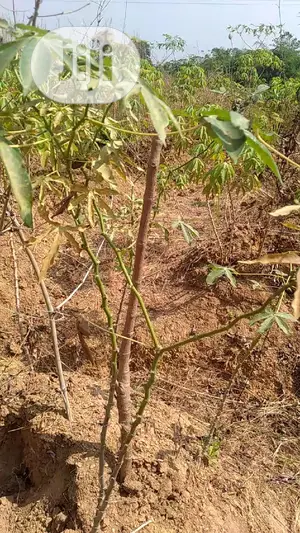 Land at Ishieke Ebonyi State for Sale