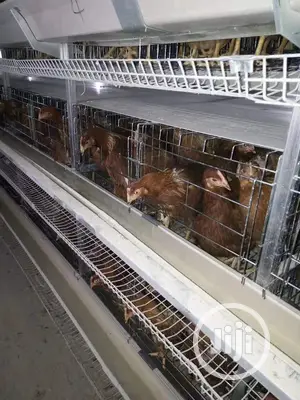 Poultry Cages / Automatic Poultry Cages