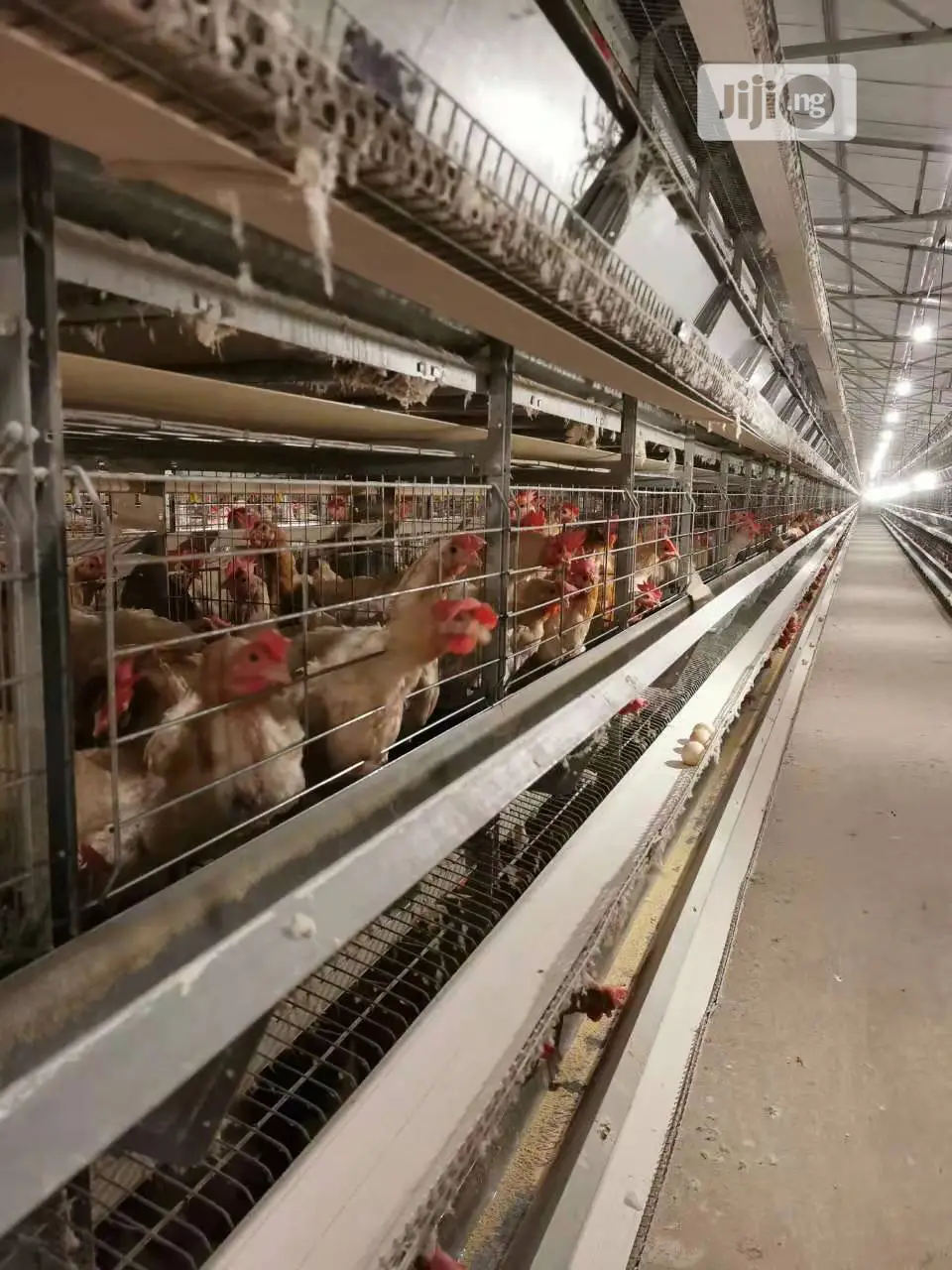 Poultry Cage / Automatic Poultry Cages