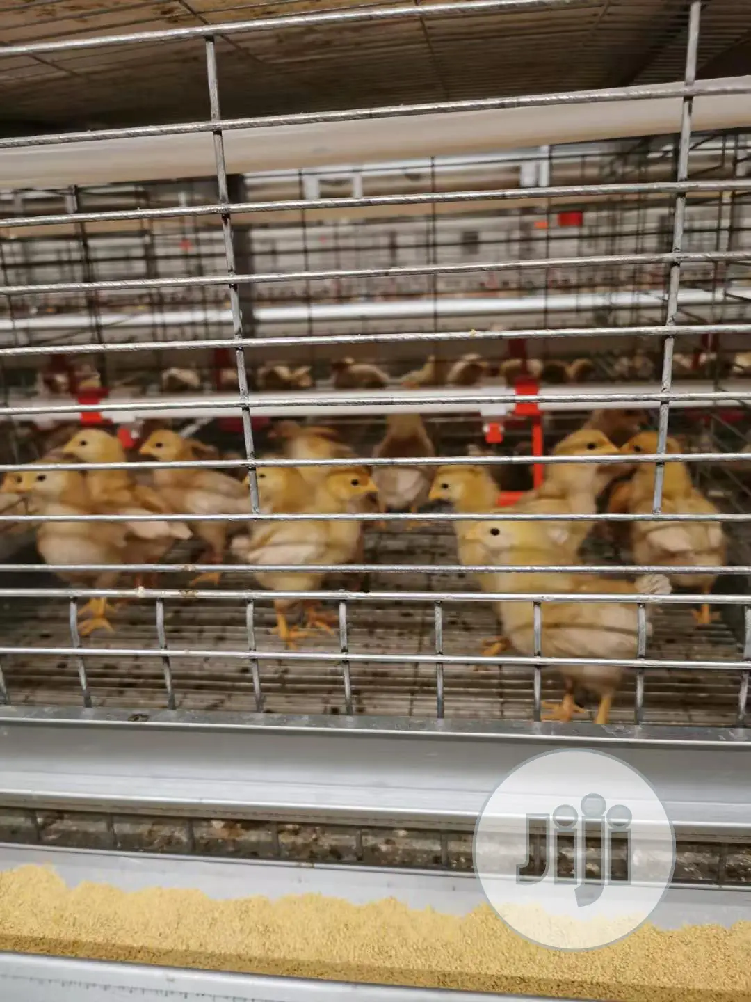 Poultry Cage / Automatic Poultry Cages