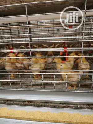 Poultry Cage / Automatic Poultry Cages