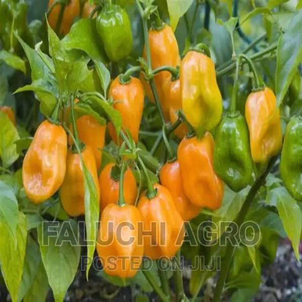 Hot Yellow Pepper Seedlings