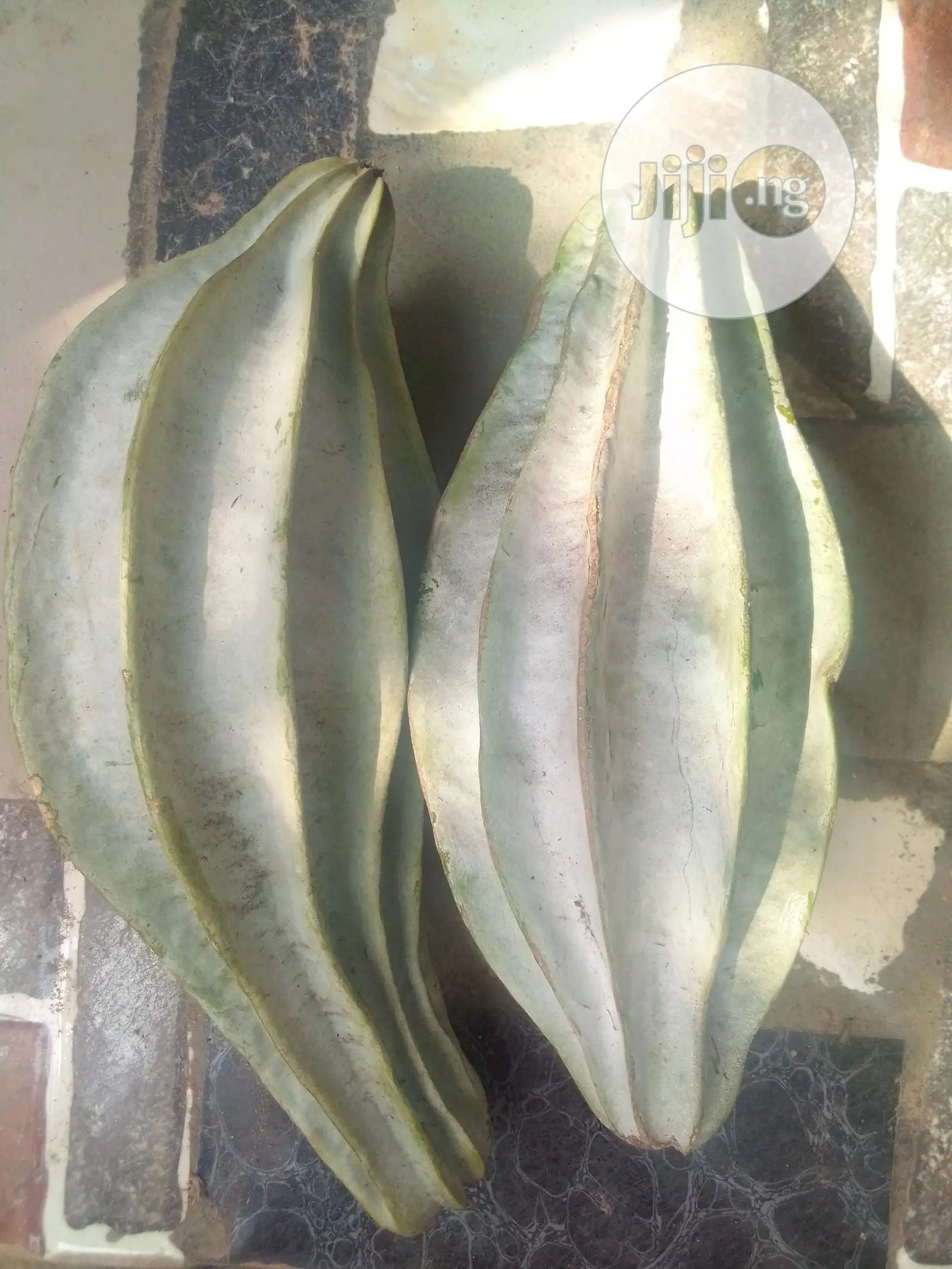 Ugu Ugwu Pumpkin Seedlings Seed