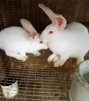 Rabbit Family