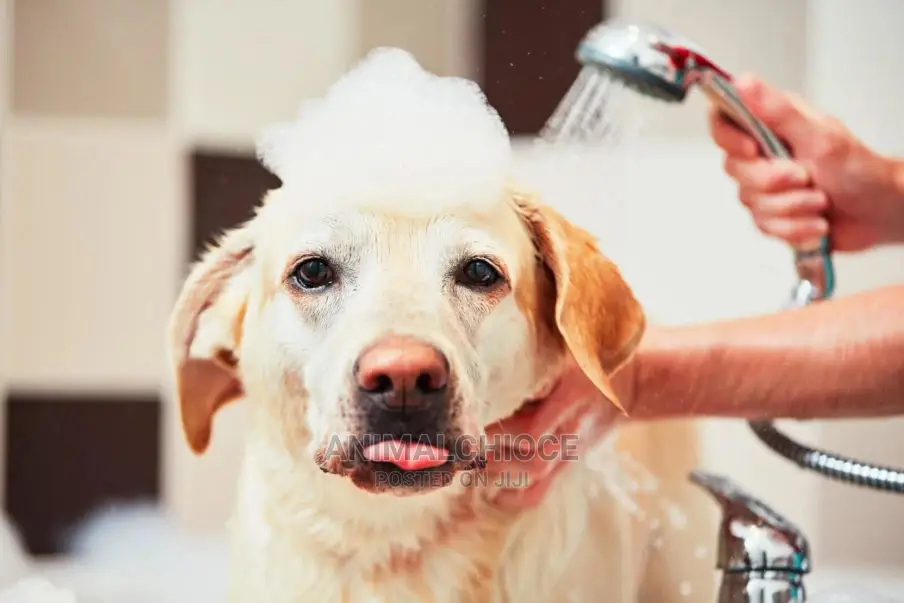 Dog Medicated Bath and Grooming
